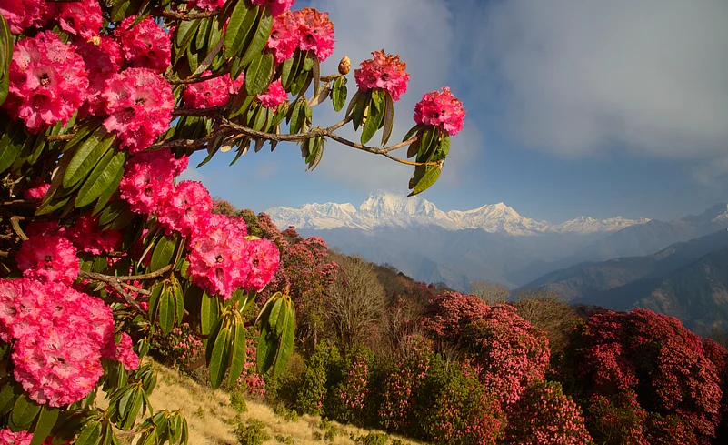 Himalayan mountain ranges with red rhododendron flowers in the foreground
