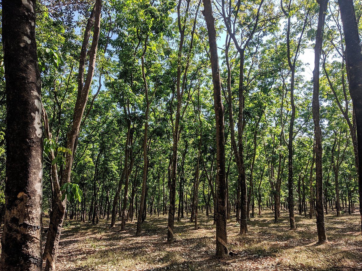 Inside the Netravali Wildlife Sanctuary
