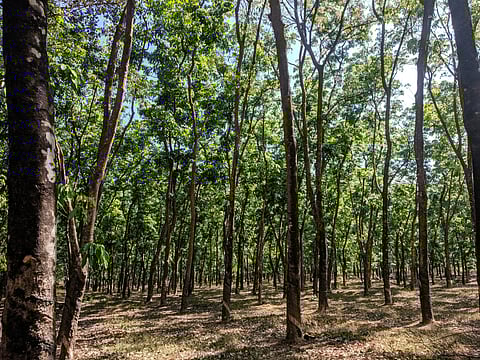 Inside the Netravali Wildlife Sanctuary
