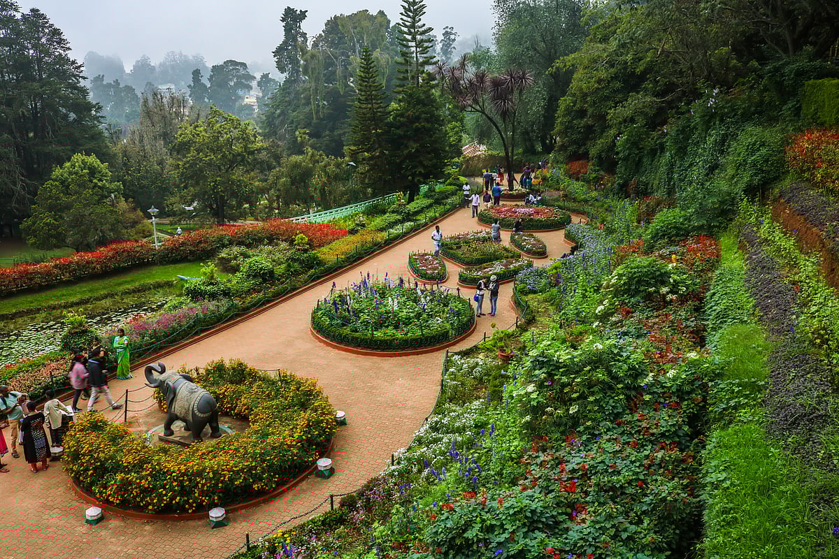 The Botanical Gardens of Ooty