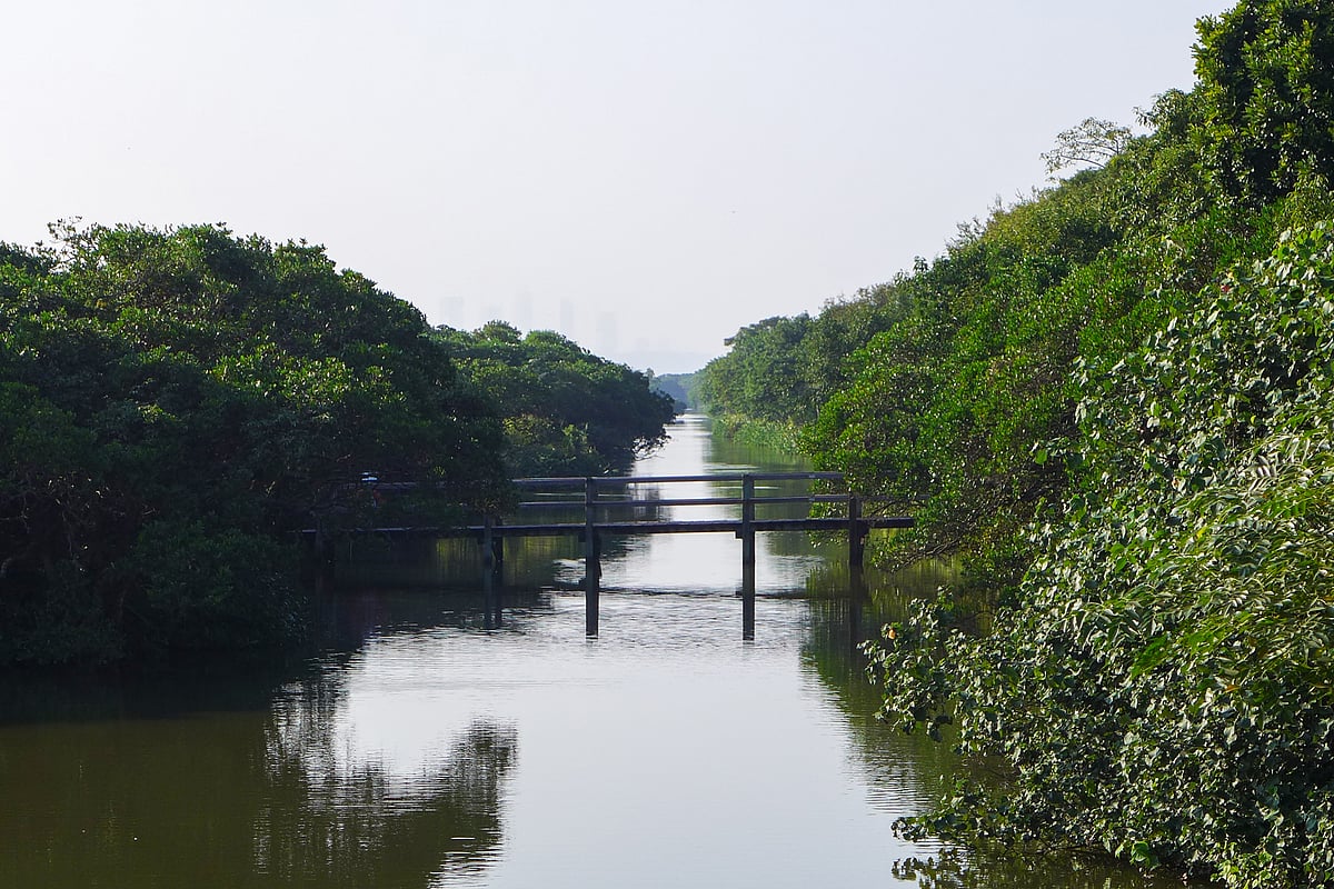 Mai Po Marshes