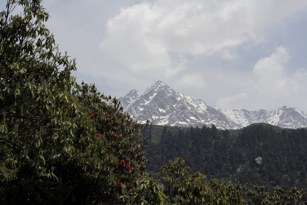 Rhododendron in bloom on the trail to Triund 