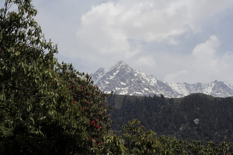 Rhododendron in bloom on the trail to Triund