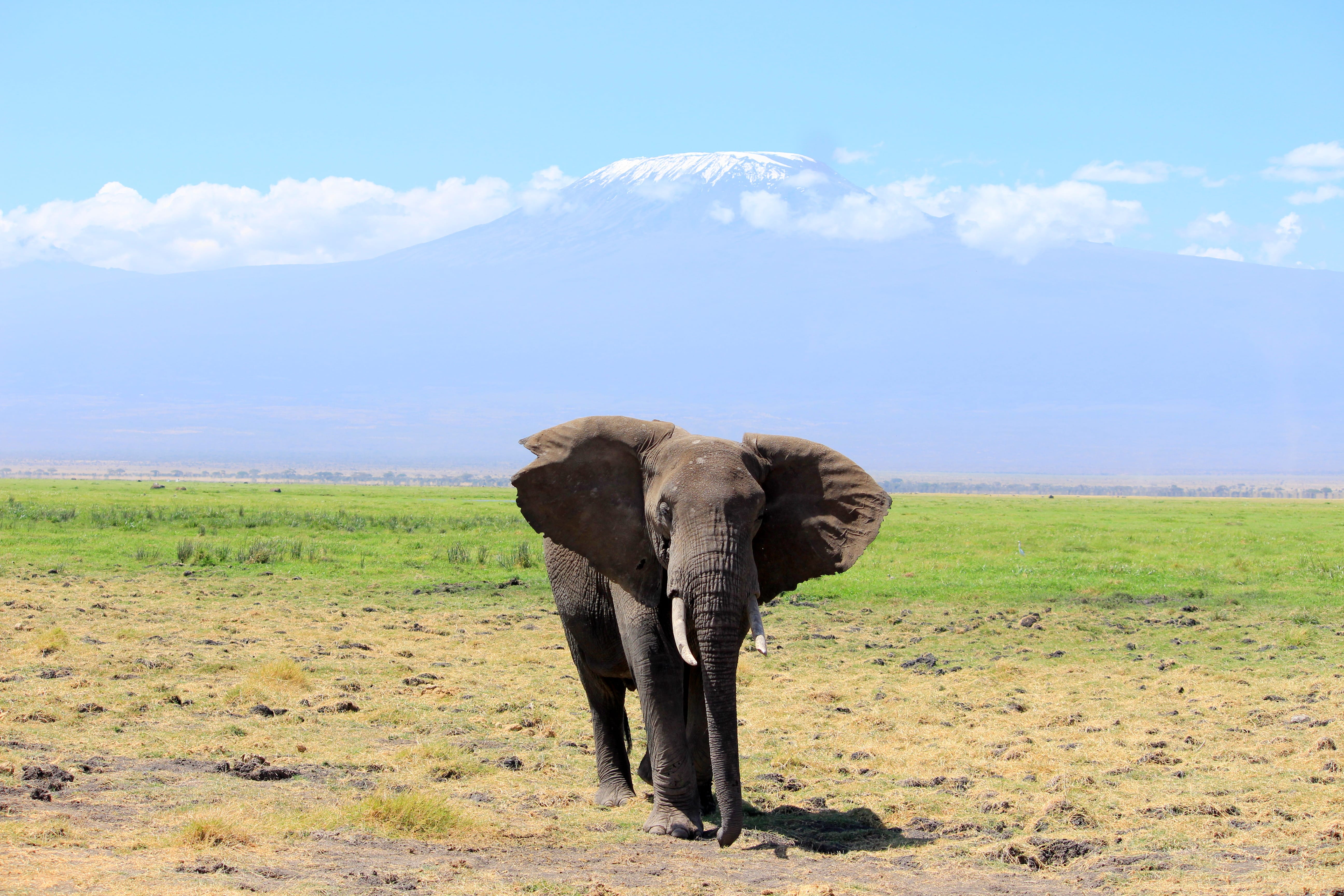 A majestic elephant with Kilimanjaro behind him, at Amboseli