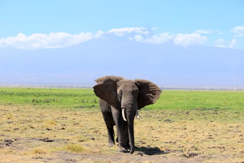 A majestic elephant with Kilimanjaro behind him, at Amboseli