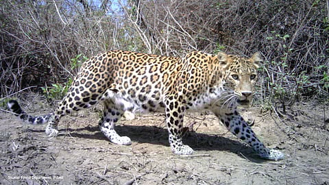 A leopard at the Jhilmil Jheel Conservation Reserve