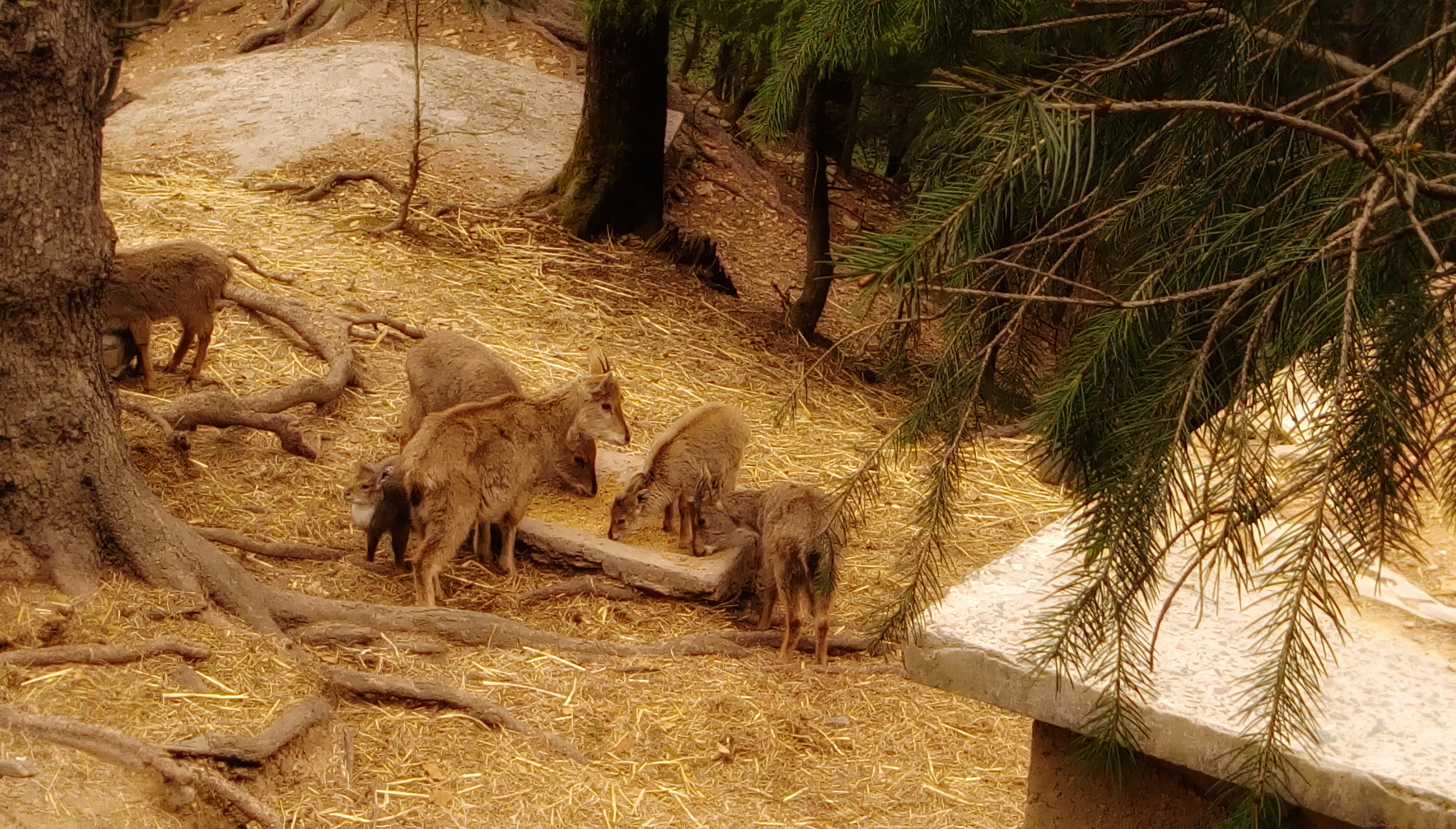 A group of Himalayan musk deer