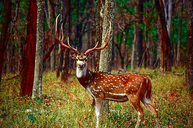 Mayurisamudre/Wikimedia Commons : Deer spotted at Pench National Park