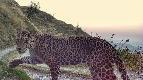 A leopard caught on camera around Tanhau. The host usually sets up the cameras around the property at night to gather hours of footage overnight