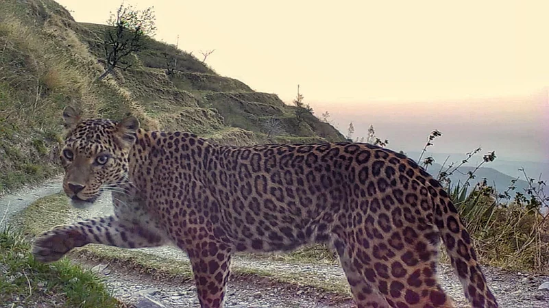 A leopard caught on camera around Tanhau. The host usually sets up the cameras around the property at night to gather hours of footage overnight
