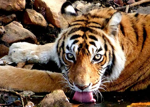 The iconic tigress, Machli, in her habitat