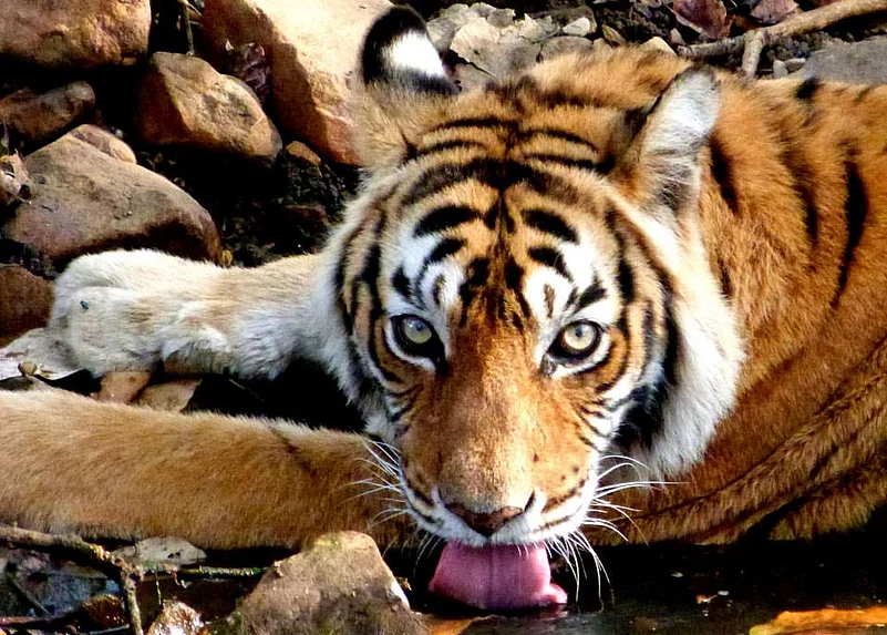 The iconic tigress, Machli, in her habitat