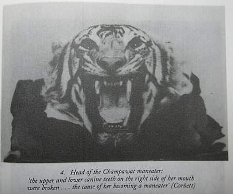 An old picture of Champawat Tiger from a book 