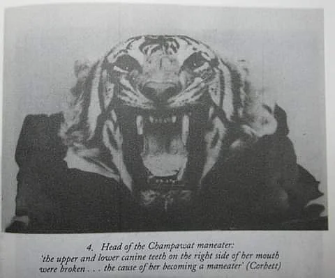 An old picture of Champawat Tiger from a book