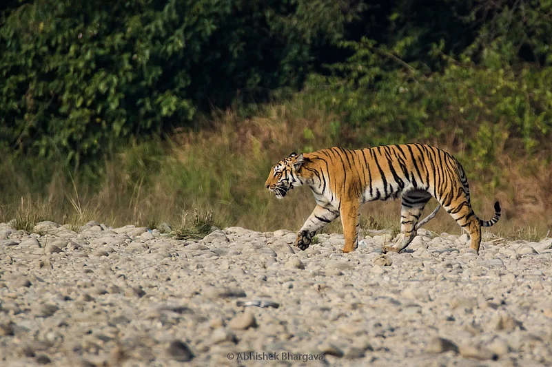 Tiger Paro prowling in her territory in Jim Corbett