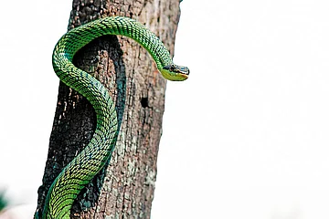 Extract: Romulus Whitakers Transformation Into Indias Snake Man