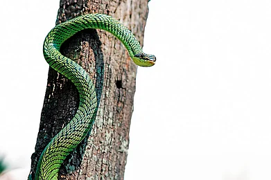 Extract: Romulus Whitakers Transformation Into Indias Snake Man