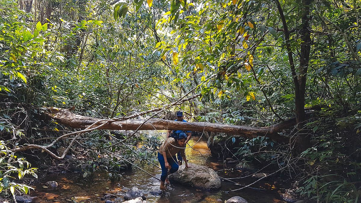 Walking upstream at Wayanad Wild