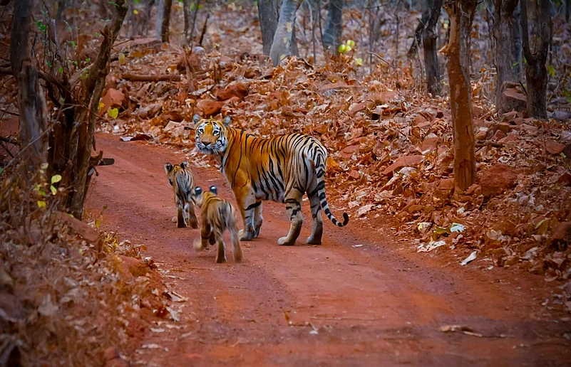 A tigress with her cubs in Tadoba Tiger Reserve