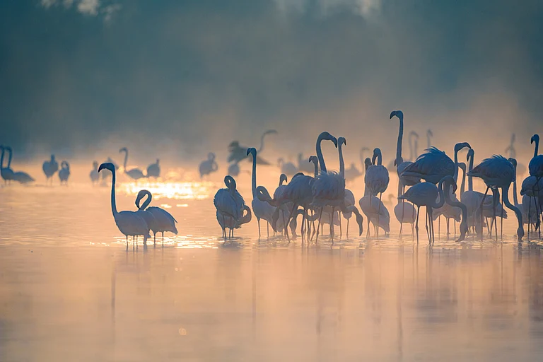 Flamingoes in the Morning Mist at Al Qudra Lake in Dubai -
Jude Vincy/Shutterstock
