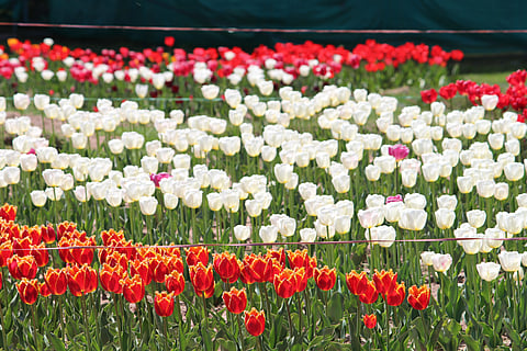 Tulips in Sanasar