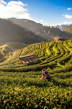 Shutterstock : Young women are harvesting their produce from the tea plantations in the morning, Darjeeling
