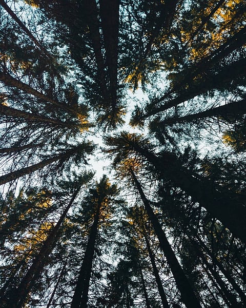 Tress in the Black Forest mountain range in Germany