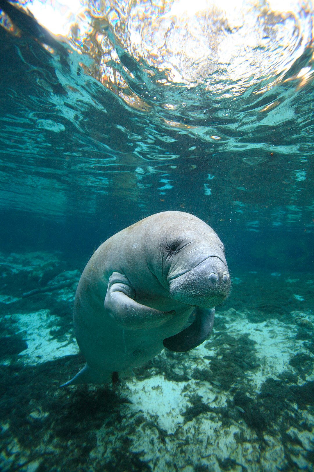 A manatee in Floridian waters