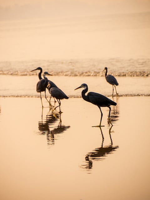 Herons in Tarkarli