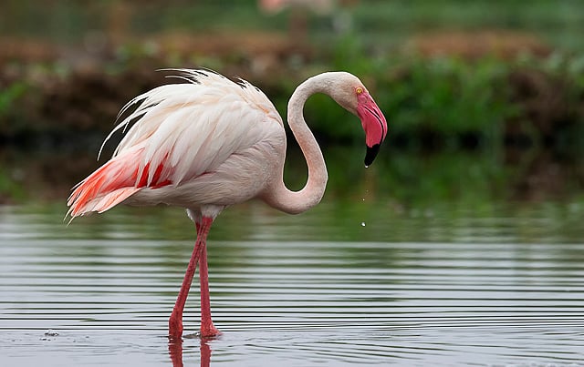 The greater flamingo can be seen from July to September