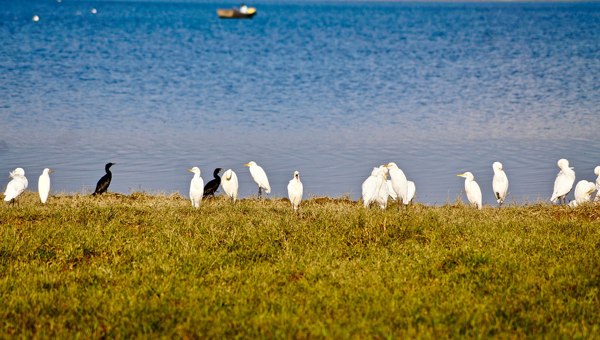 Migratory birds at the Pong Dam Lake