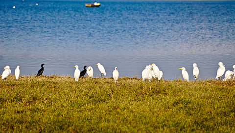 Migratory birds at the Pong Dam Lake