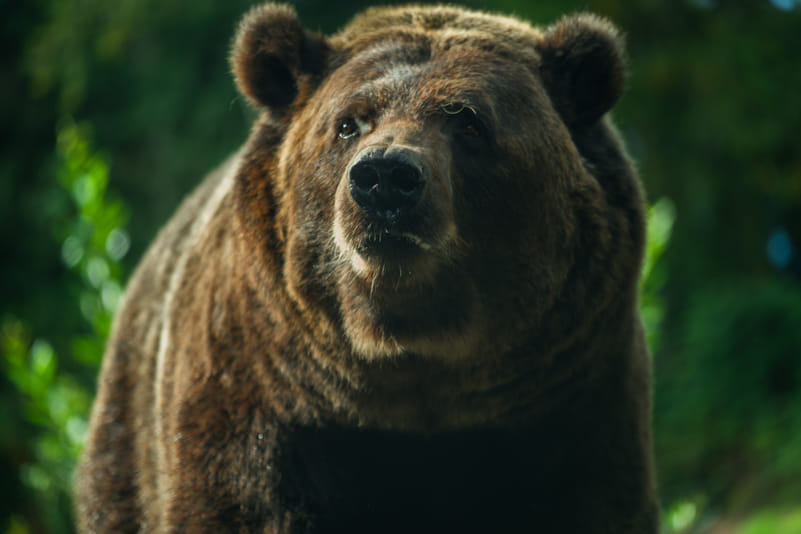 Himalayan black bear seen in its habitat