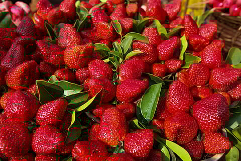 Freshly harvested strawberries in Mahabaleshwar