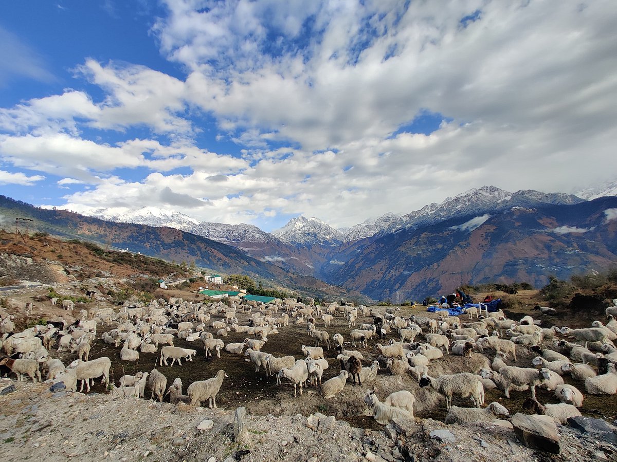 A view of the Himalayas Panchachuli