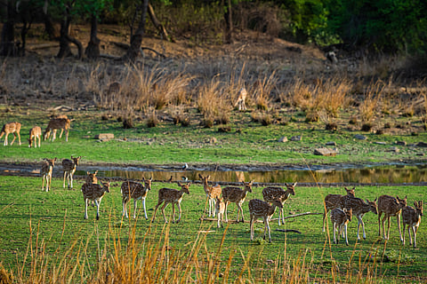 Spotted deer herd at Ranthambore National Park