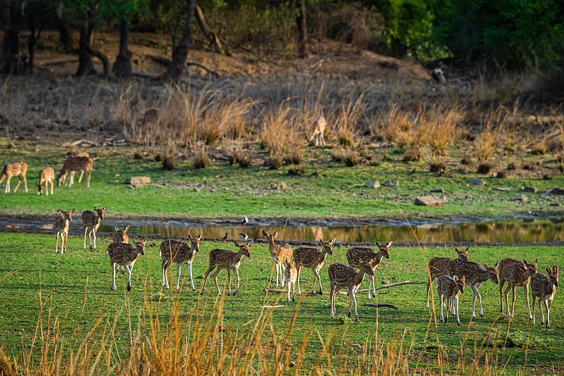 Spotted deer herd at Ranthambore National Park