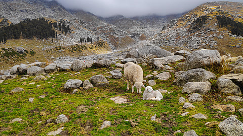 Sheep rest on the way to the Lahesh Caves