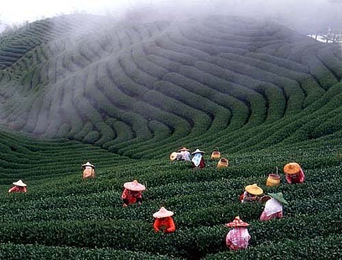 Taiwan grows the best Oolong tea