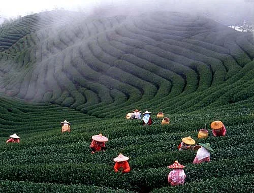 Taiwan grows the best Oolong tea