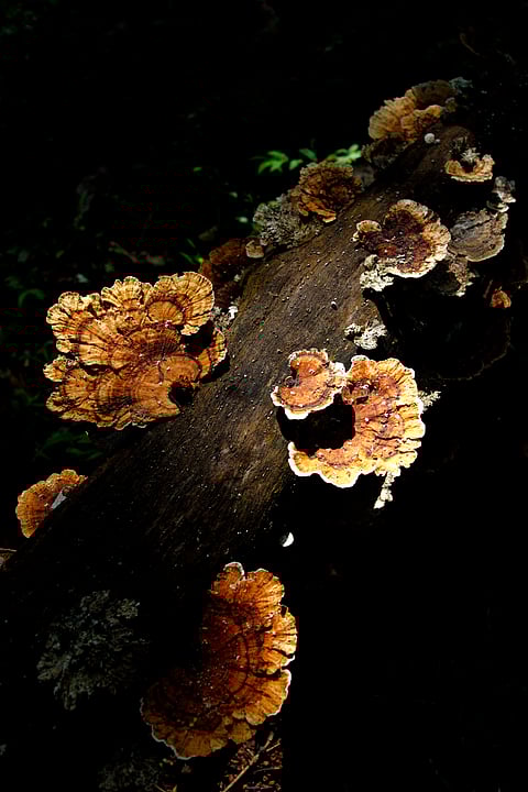 Wild mushrooms growing at Bhagwan Mahavir Wildlife Sanctuary during monsoon