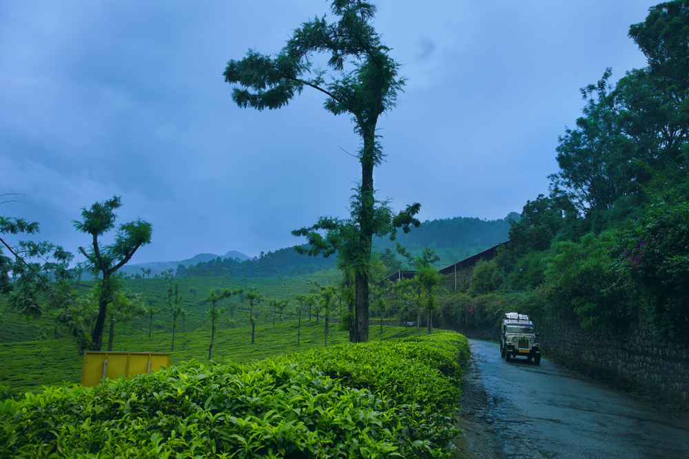 Drive around mist-covered hills in Munnar