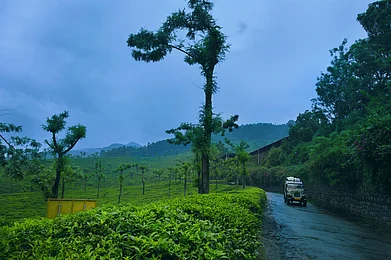 Toonus/Shutterstock : Drive around mist-covered hills in Munnar