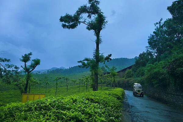 Toonus/Shutterstock : Drive around mist-covered hills in Munnar