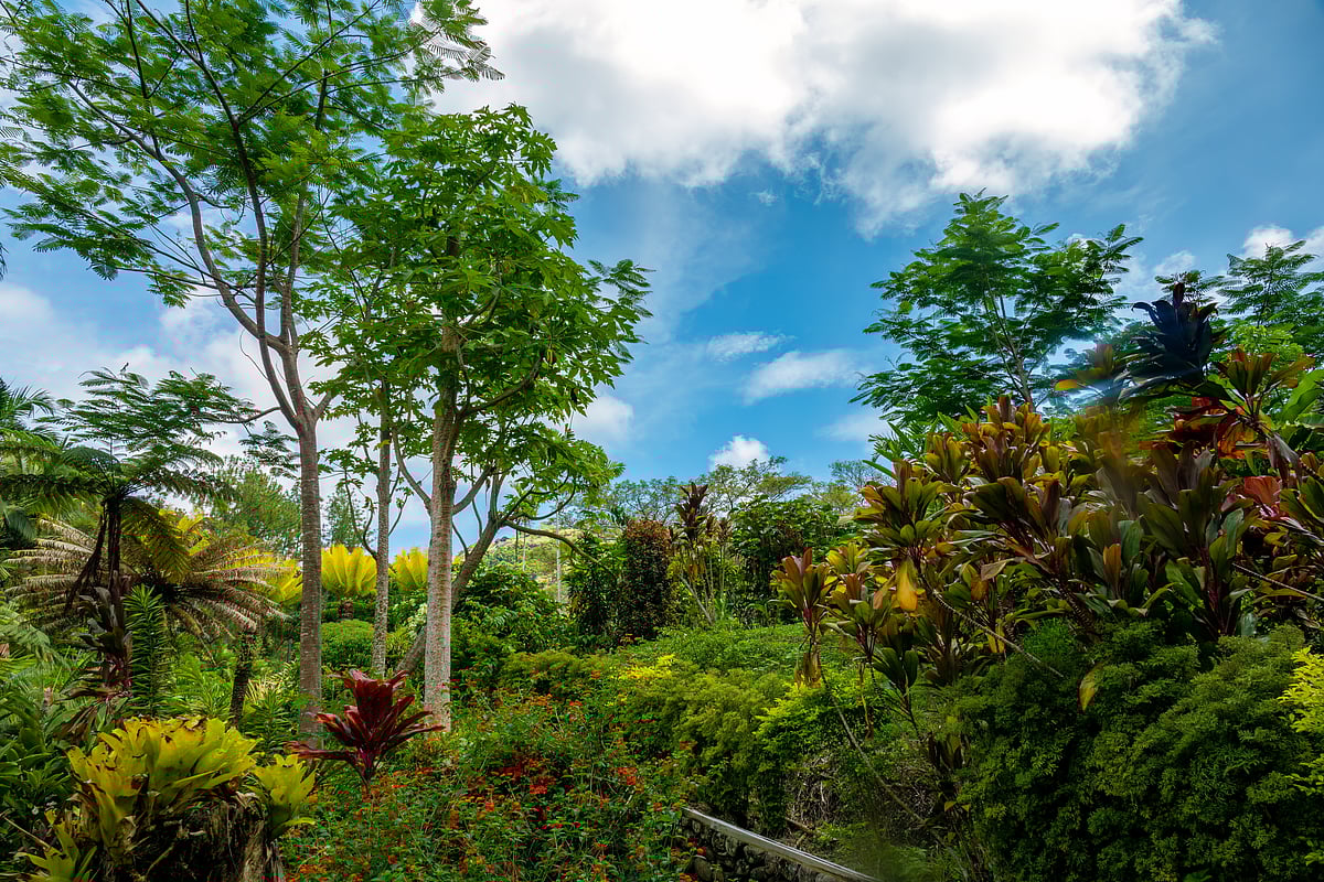 inside the Garden of the Sleeping Giant