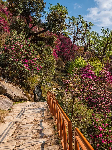 Shutterstock : The Tungnath-Chandrashila hiking trail during spring