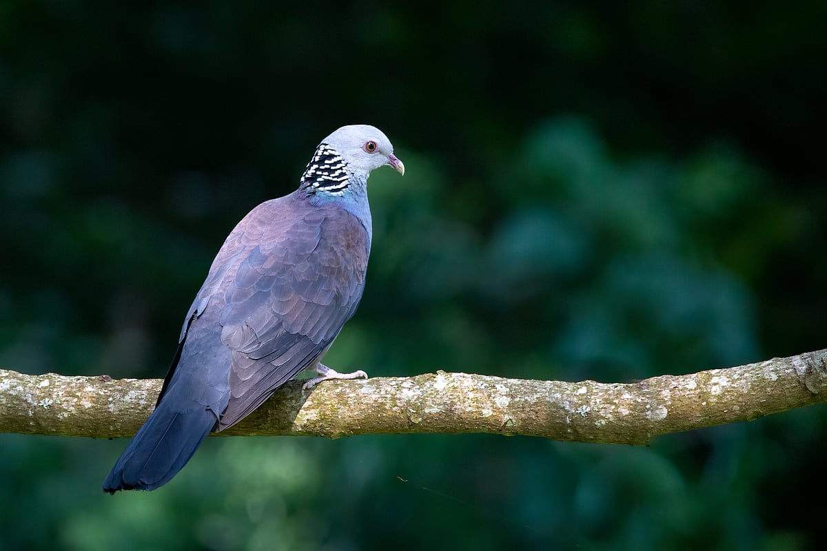 The Nilgiri wood pigeon