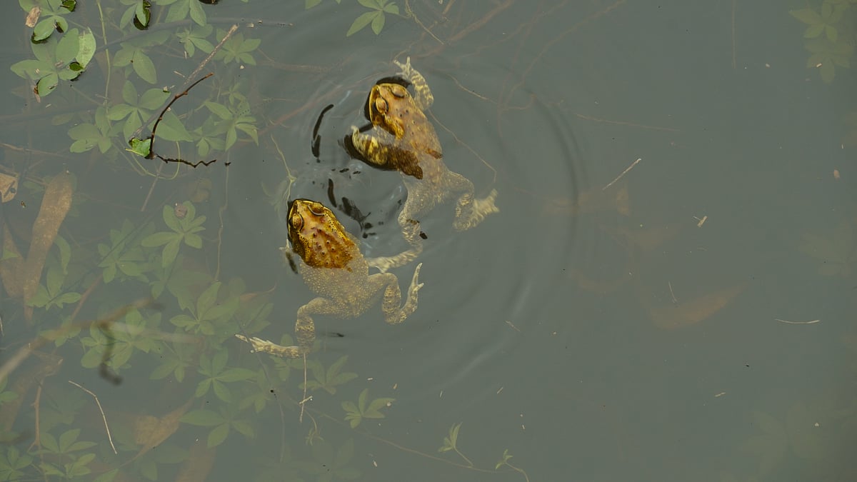 Frogs swim in a pond at the Nandi Hills