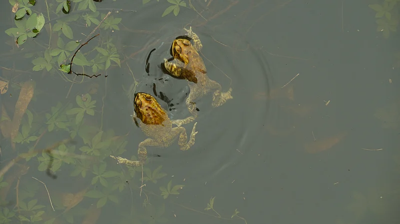 Frogs swim in a pond at the Nandi Hills