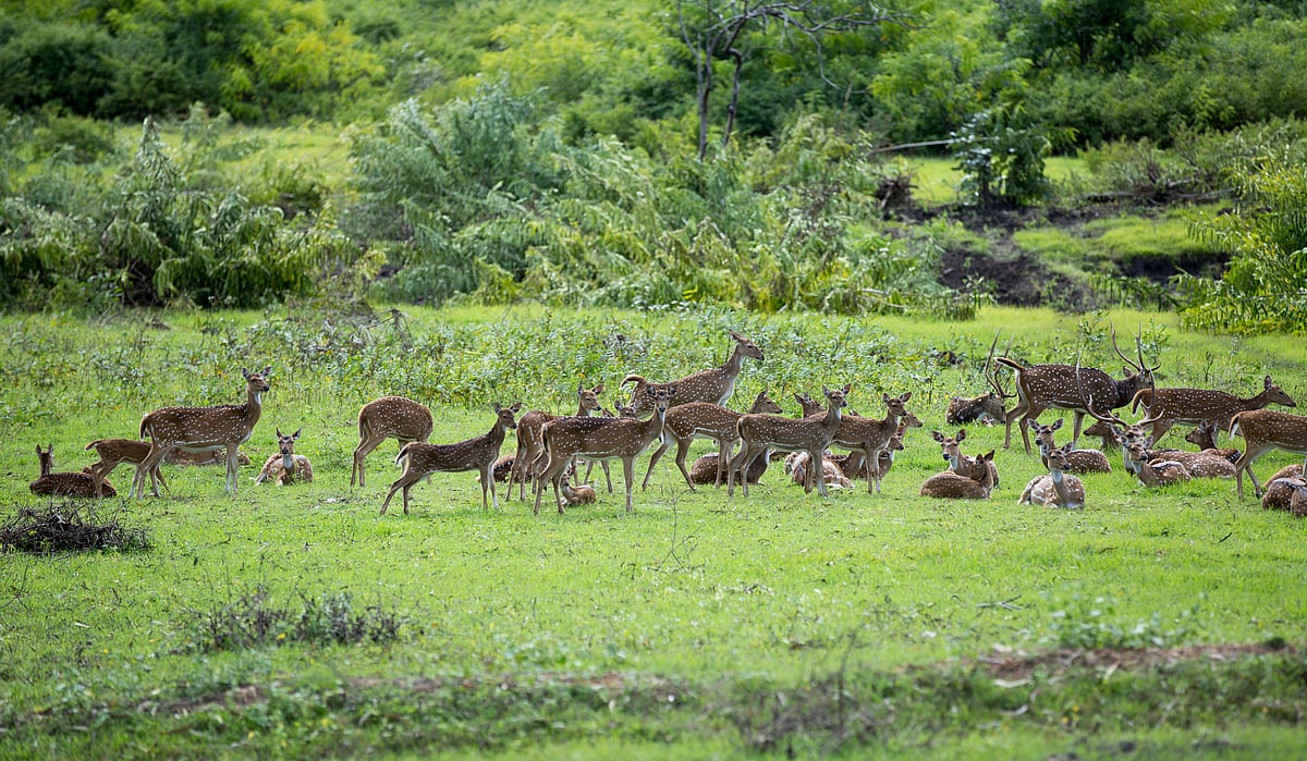 Shutterstock : Experience the beauty of nature at the national park